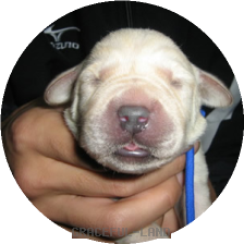 ブルー子犬(マリ)